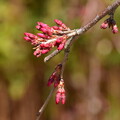 写真: 半木桜（ナカラギザクラ）