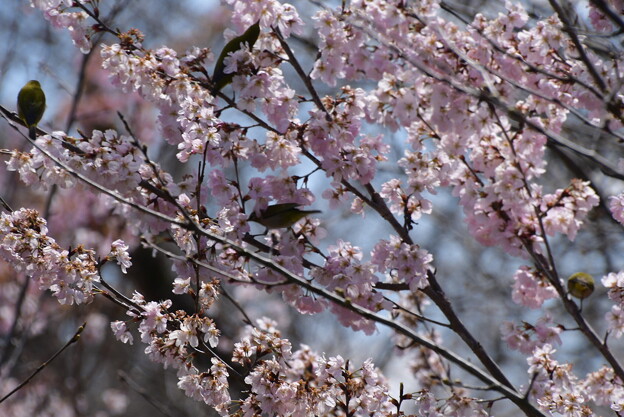 写真: 桜の中の目白（メジロ）