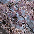 桜の中の目白（メジロ）