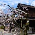 写真: 傍花閣前の枝垂れ桜