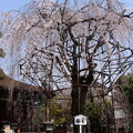 阿亀桜（オカメザクラ）