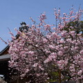 満開の御会式桜（オエシキザクラ）