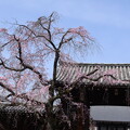 門前の枝垂れ桜（シダレザクラ）