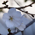 冬桜（フユザクラ）