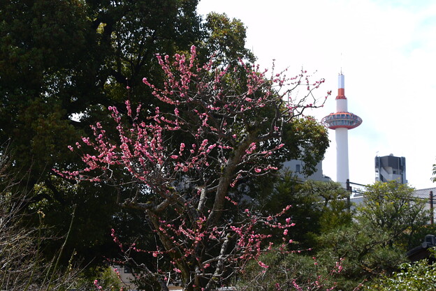 梅と京都タワー
