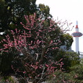 写真: 梅と京都タワー