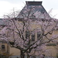 写真: 府庁旧館の枝垂れ桜（シダレザクラ）