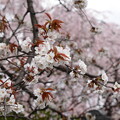 枝垂れ桜の前に咲く山桜（ヤマザクラ）