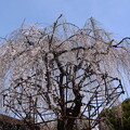 阿亀桜（オカメザクラ）