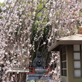 写真: 阿亀桜（オカメザクラ）
