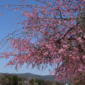 写真: 満開の半木桜（ナカラギザクラ）