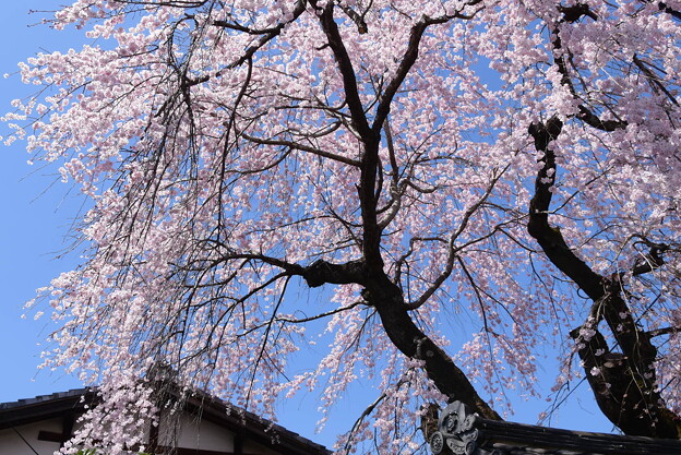 写真: 岩佐家住宅の枝垂れ桜