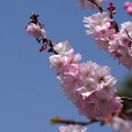 御会式桜（オエシキザクラ）