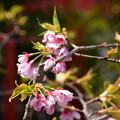 写真: 河津桜（カワヅザクラ）