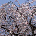 写真: 阿亀桜（オカメザクラ）