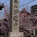 門脇の御会式桜（オエシキザクラ）