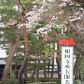 山桜（ヤマザクラ）