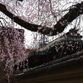 写真: 有栖館を飾る枝垂れ桜