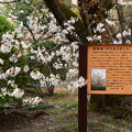 写真: 容保桜（カタモリザクラ）