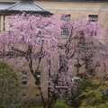 写真: 枝垂れ桜ともみじの若葉