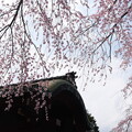 写真: 有栖館の枝垂れ桜