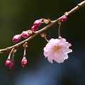 写真: 咲き始めた八重紅枝垂れ（ヤエベニシダレ）