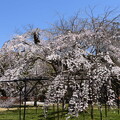 写真: 御所桜（ゴショザクラ）