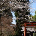 西鳥居前の山桜（ヤマザクラ）