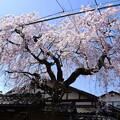 写真: 枝垂れ桜（シダレザクラ）