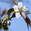 写真: 養老桜（ヨウロウザクラ）