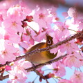 写真: 桜に夢中＾＾