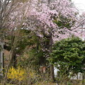 待賢門院桜と連翹