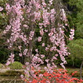 待賢門院桜と木瓜