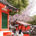 車折神社の桜風景