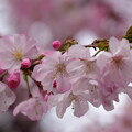 写真: 車折神社の桜
