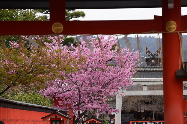 車折神社の桜風景