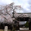写真: 妙覚寺の枝垂れ桜（シダレザクラ）