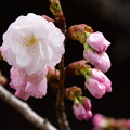 門脇の桜