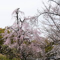 写真: 不二桜