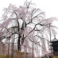写真: 不二桜と五重塔