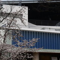 京都水族館と染井吉野（ソメイヨシノ）