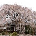 本満寺の枝垂れ桜