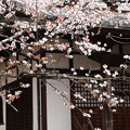 写真: 妙見宮前の山桜（ヤマザクラ）