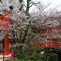 下鴨神社の桜風景