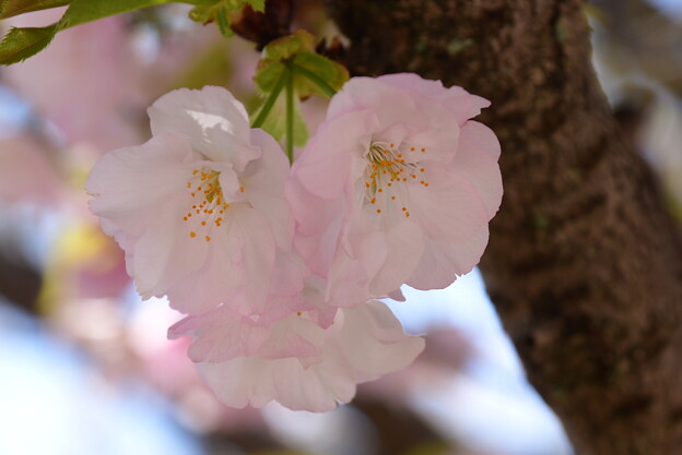 仁和寺の桜２