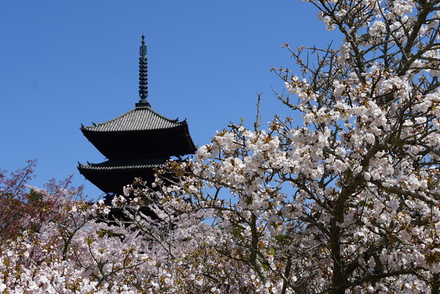 御室桜の中の五重塔