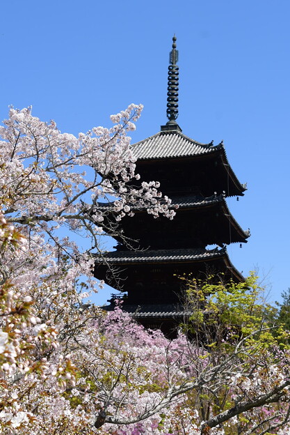 写真: 春の五重塔
