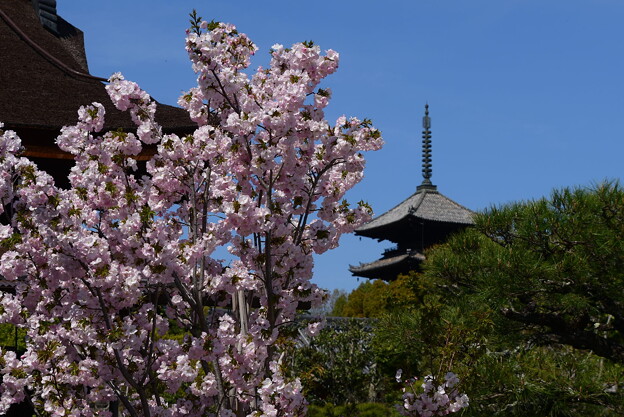 写真: 左近の桜