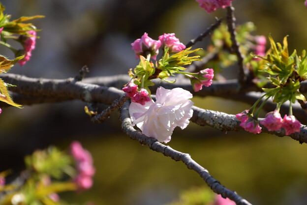 写真: 咲き始めた松月（ショウゲツ）