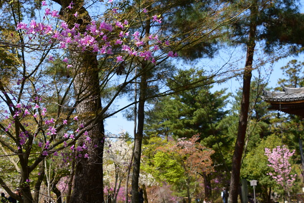写真: 春色の仁和寺